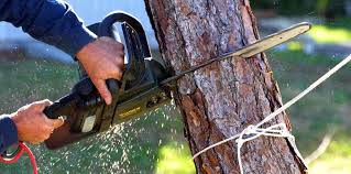 Professional Tree Removal Services in Macopin, NJ